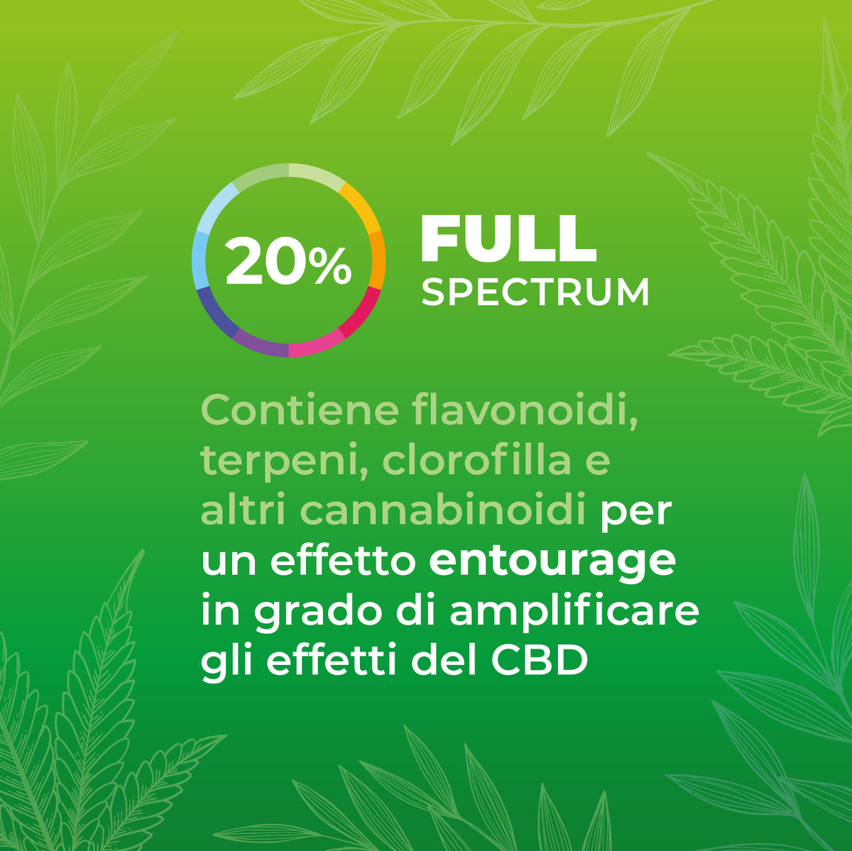 Zenia Olio CBD Evo full-spectrum 20% secondaria