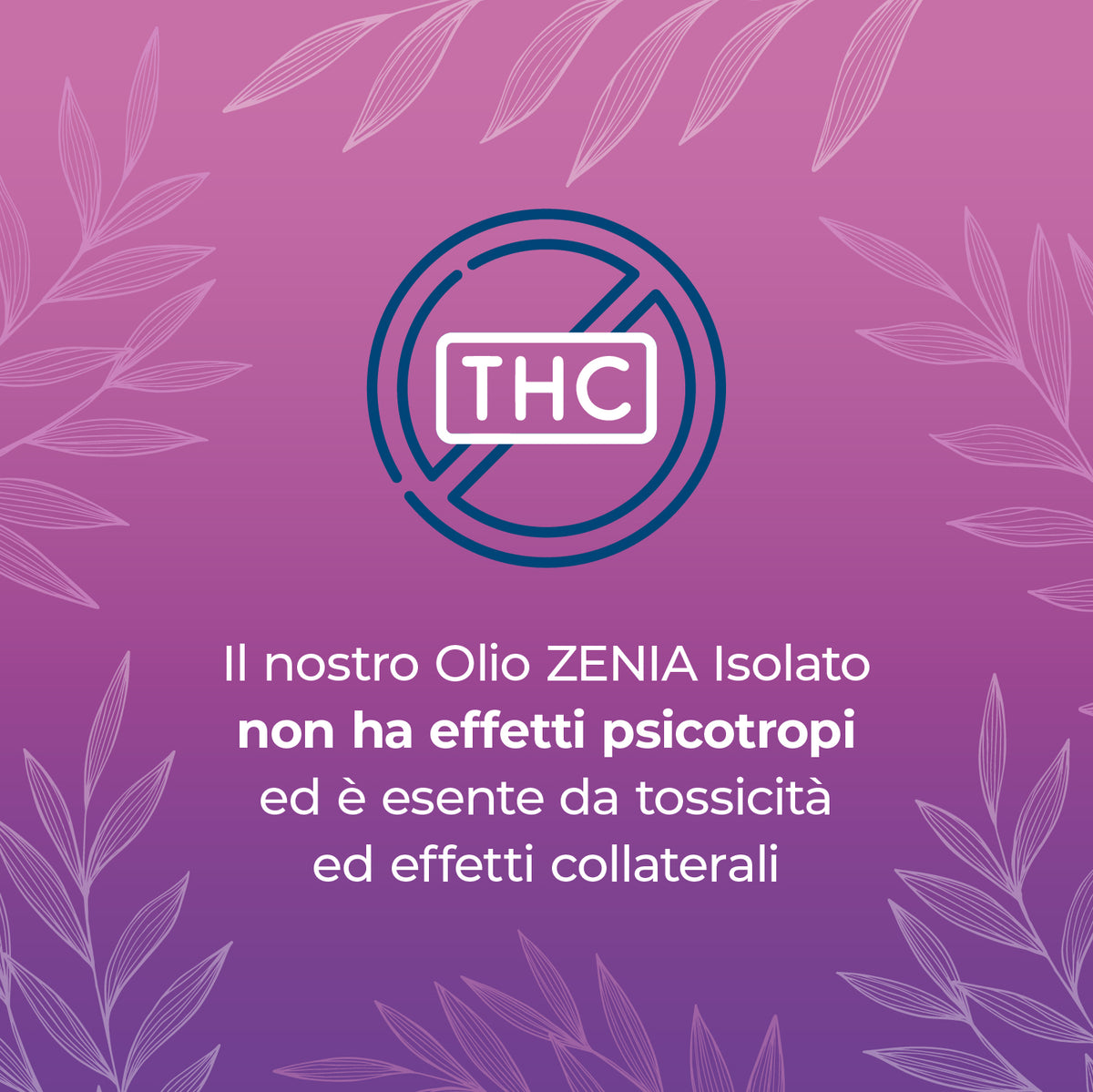 Zenia Olio CBN 10%