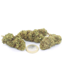Lemon Haze infiorescenza
