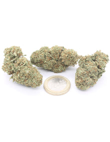 Northern Lights