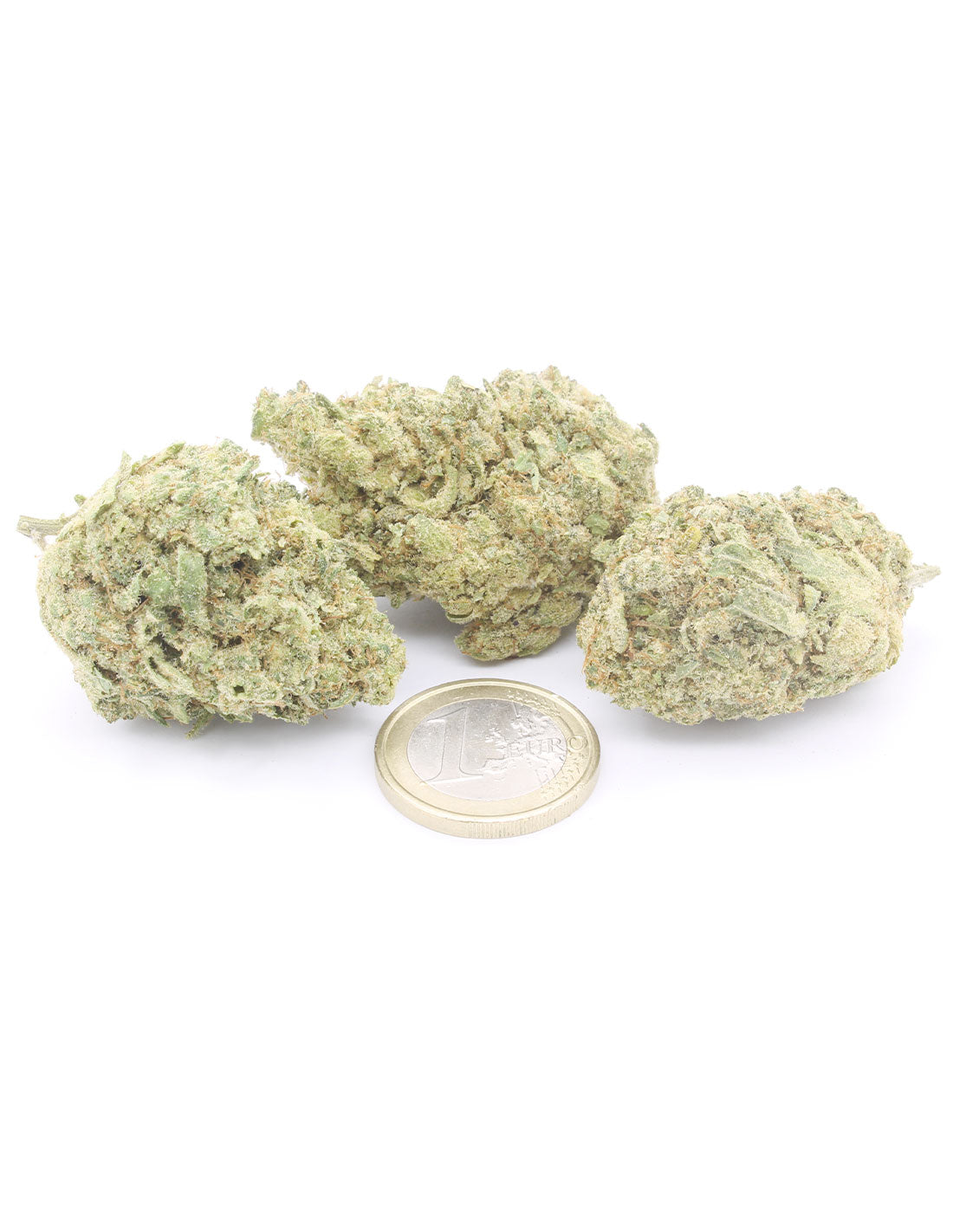 White Widow Indoor
